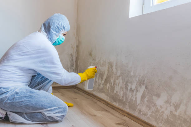 Licensed Attic Mold Removal service in Siler City, NC - WQB Mold Removal
