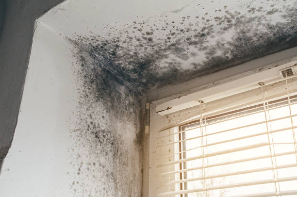 Affordable Attic Mold Removal solutions in Siler City, NC